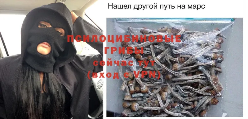 omg как зайти  Владивосток  Галлюциногенные грибы Psilocybe 